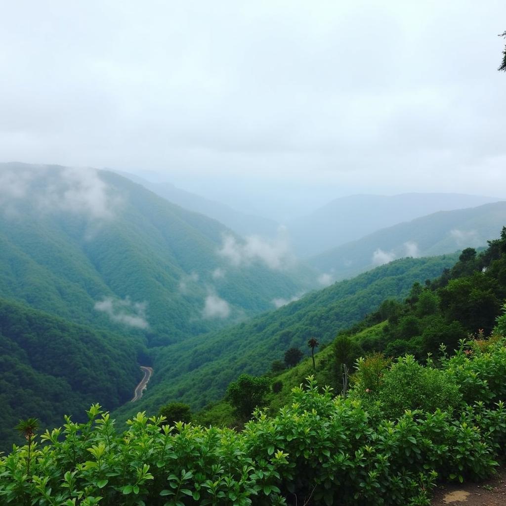 Panoramic View from Coaker's Walk